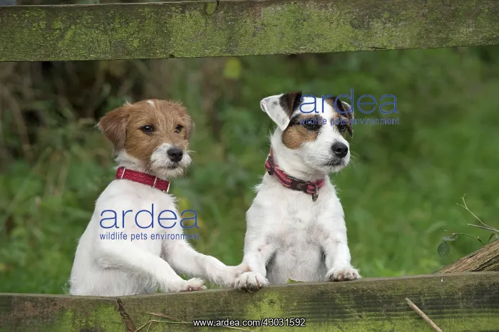 : Dog Parson Jack Russell : Dog Parson Jack Russell