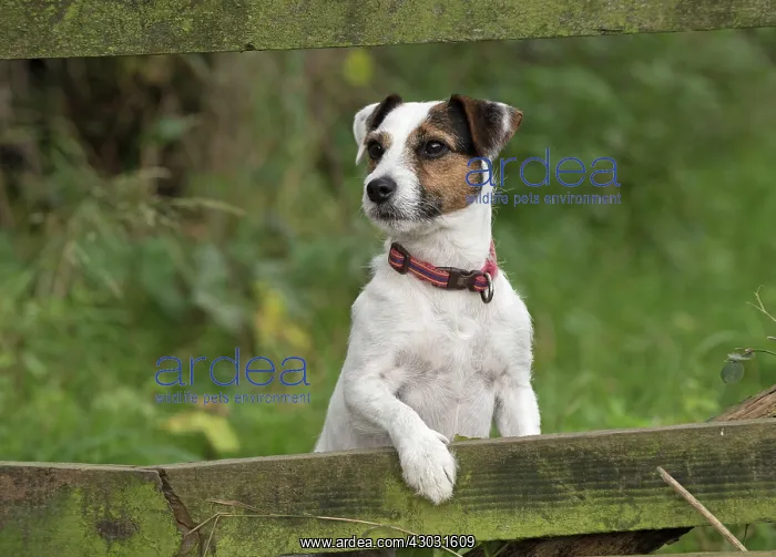 : Dog Parson Jack Russell : Dog Parson Jack Russell