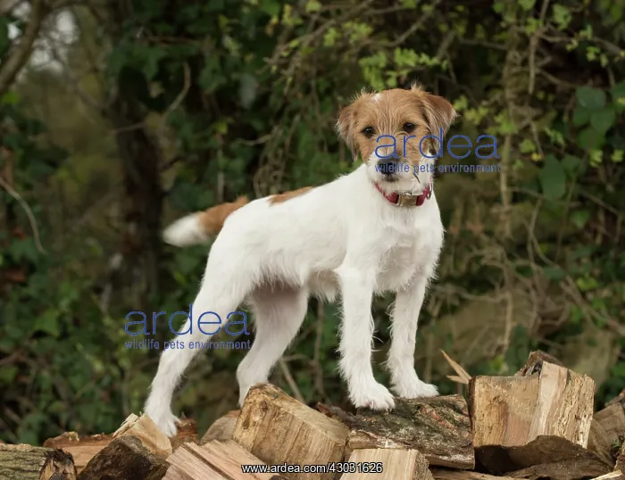 : Dog Parson Jack Russell : Dog Parson Jack Russell