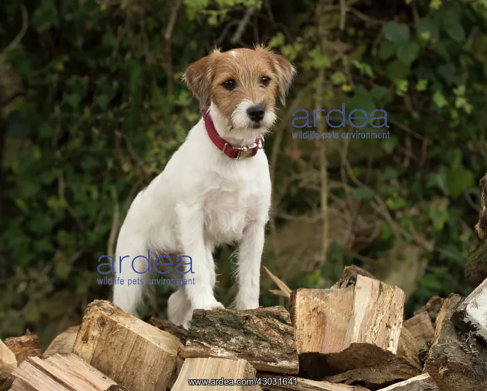 : Dog Parson Jack Russell : Dog Parson Jack Russell