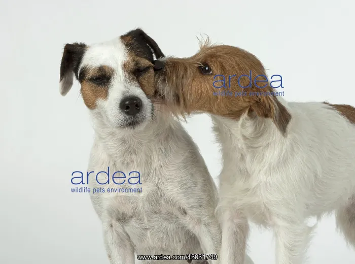 : Dog Parson Jack Russell : Dog Parson Jack Russell