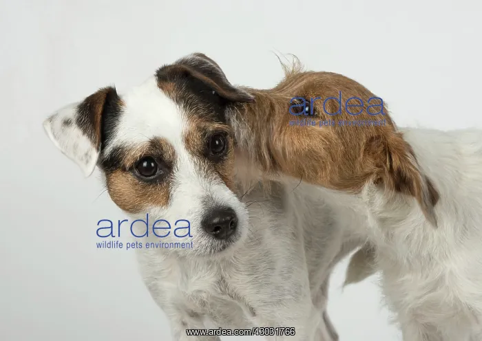 : Dog Parson Jack Russell : Dog Parson Jack Russell