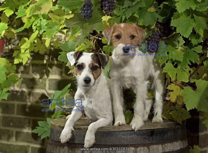 : Dog Parson Jack Russell : Dog Parson Jack Russell