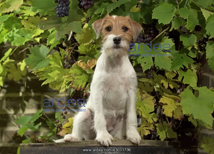 : Dog Parson Jack Russell : Dog Parson Jack Russell