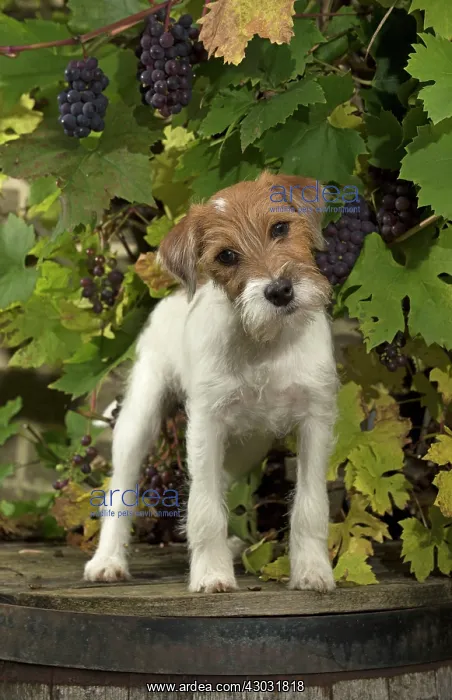 : Dog Parson Jack Russell : Dog Parson Jack Russell