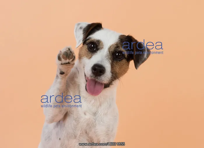 : Dog Parson Jack Russell : Dog Parson Jack Russell