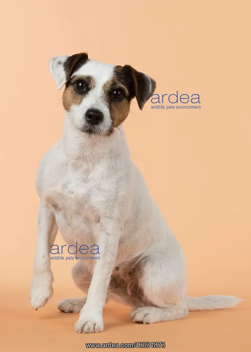  : Dog Parson Jack Russell