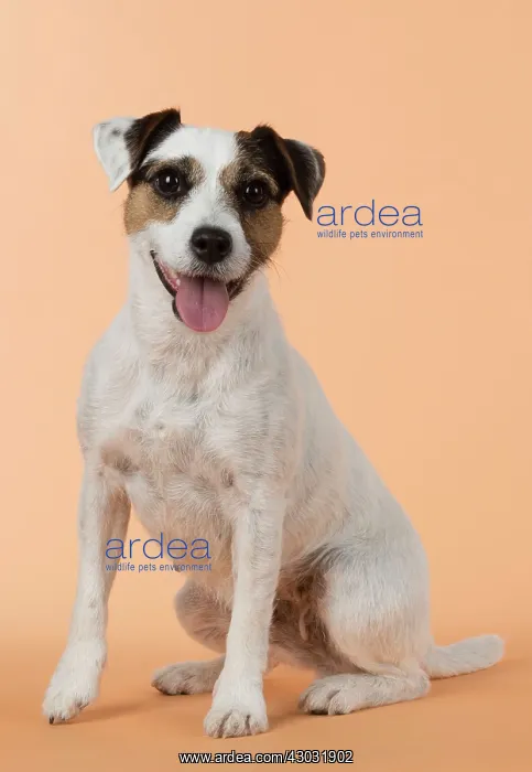  : Dog Parson Jack Russell