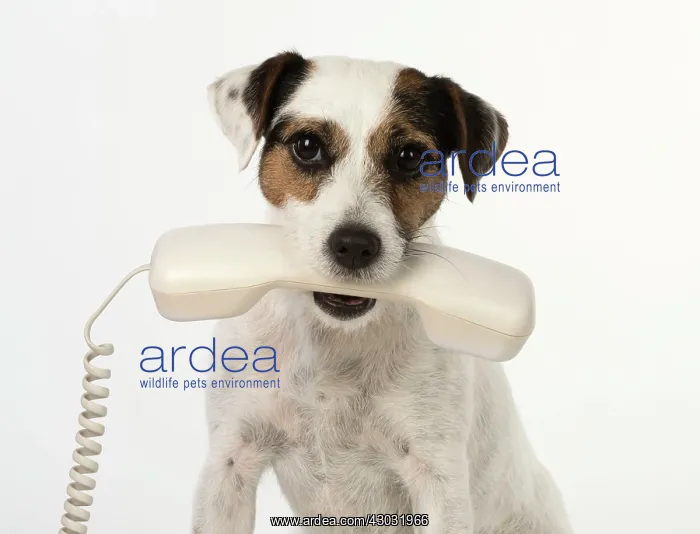 : Dog Parson Jack Russell : Dog Parson Jack Russell