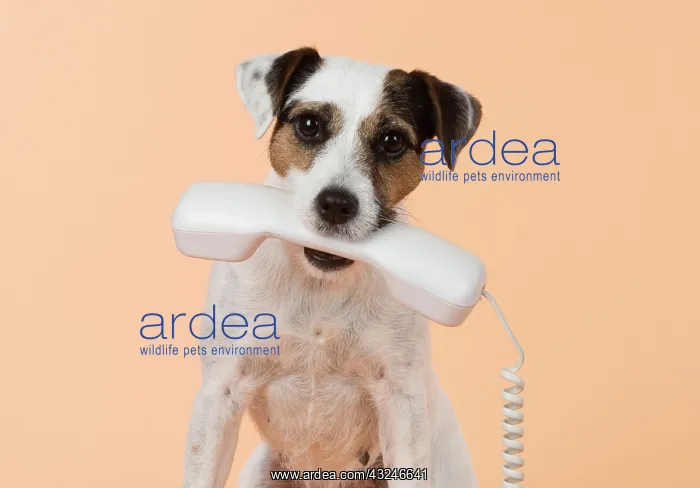 : Dog Parson Jack Russell : Dog Parson Jack Russell