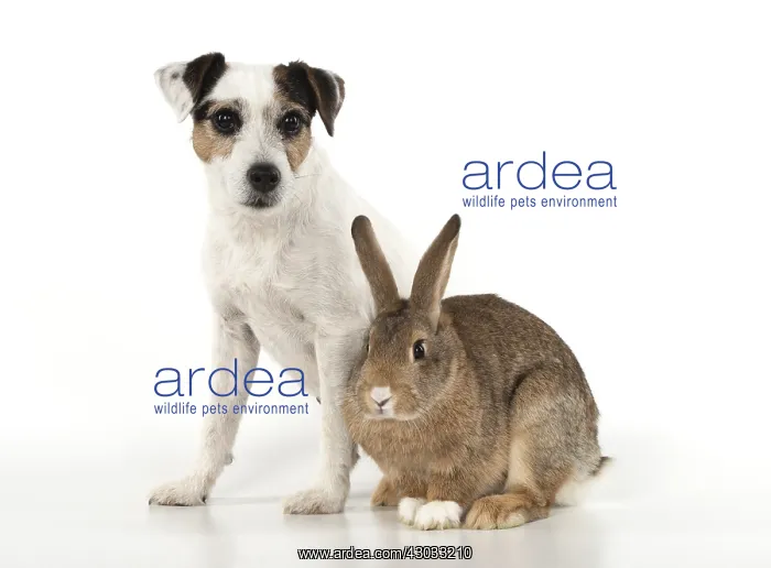  : DOG. Parson Jack Russell with agouti rabbit