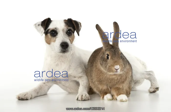  : DOG. Parson Jack Russell with agouti rabbit