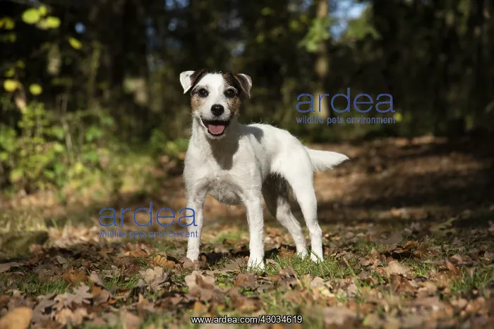  : DOG, Parson Jack Russell in autumn leaves