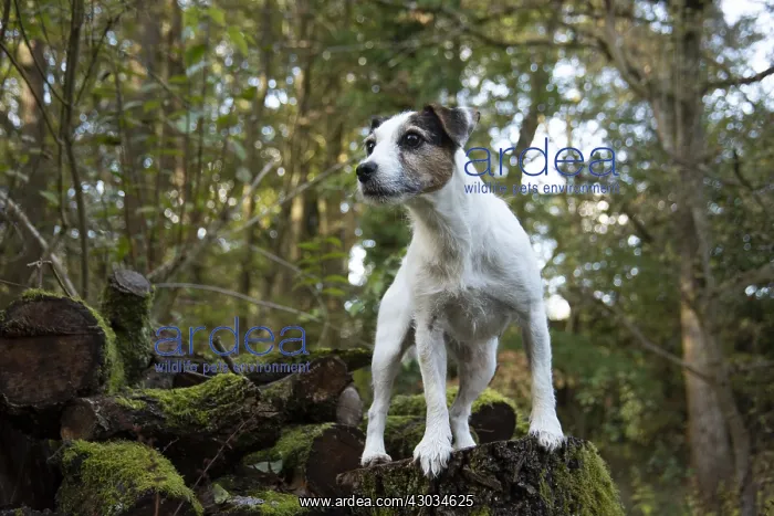  : DOG, Parson Jack Russell in autumn leaves