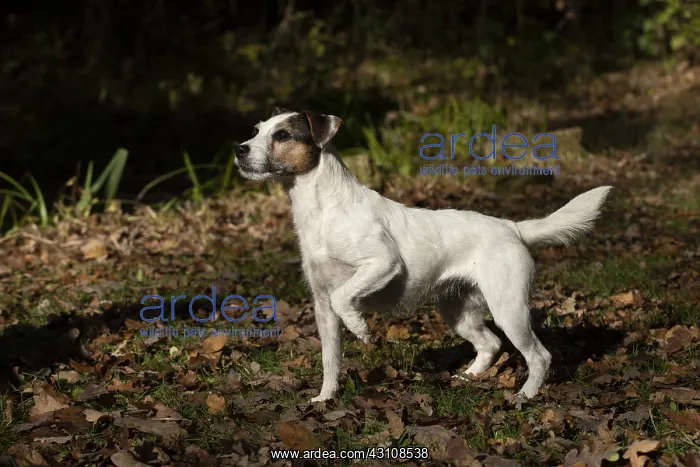  : DOG, Parson Jack Russell in autumn leaves