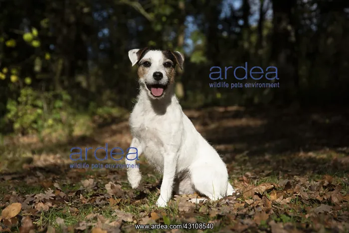  : DOG, Parson Jack Russell in autumn leaves