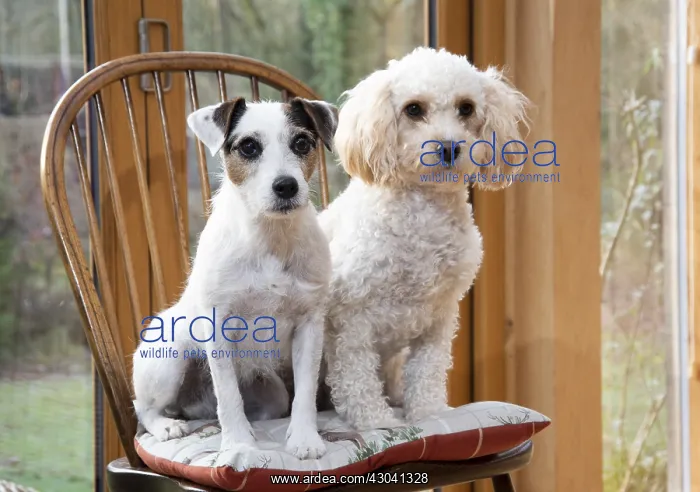 : DOG. Parson Jack Russell with a Cavapoo on a chair : DOG. Parson Jack Russell with a Cavapoo on a chair