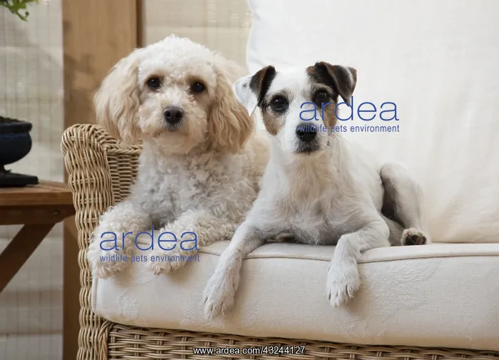 : DOG. Parson Jack Russell with a Cavapoo in a chair : DOG. Parson Jack Russell with a Cavapoo in a chair