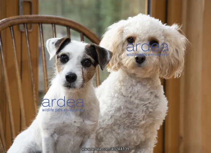 : DOG. Parson Jack Russell with a Cavapoo on a chair : DOG. Parson Jack Russell with a Cavapoo on a chair