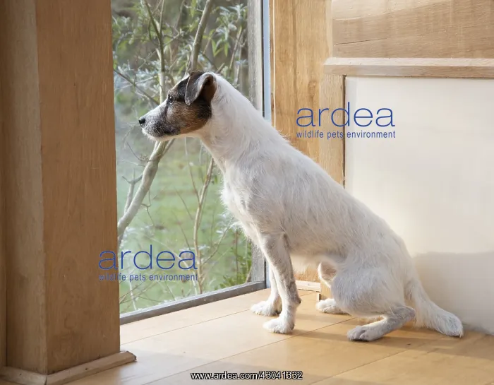  : DOG. Parson Jack Russell in a garden room