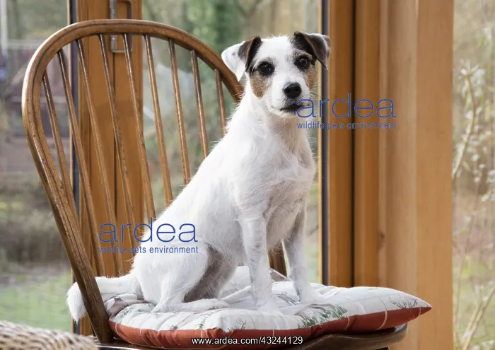  : DOG. Parson Jack Russell in a garden room