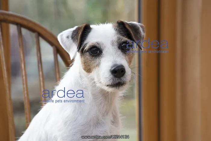  : DOG. Parson Jack Russell in a garden room