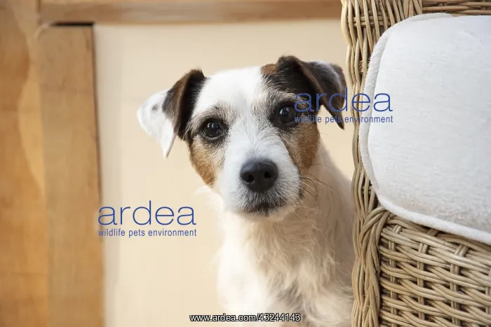  : DOG. Parson Jack Russell in a garden room
