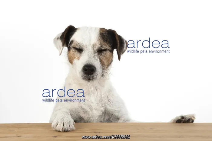 : DOG. Parson Jack Russell, head & paws over : DOG. Parson Jack Russell, head & paws over