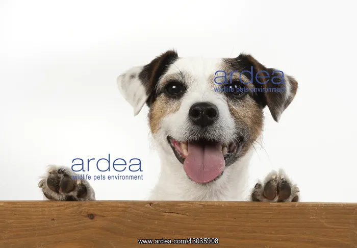 : DOG. Parson Jack Russell, head & paws over : DOG. Parson Jack Russell, head & paws over