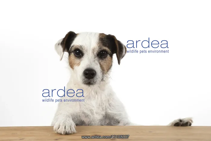 : DOG. Parson Jack Russell, head & paws over : DOG. Parson Jack Russell, head & paws over