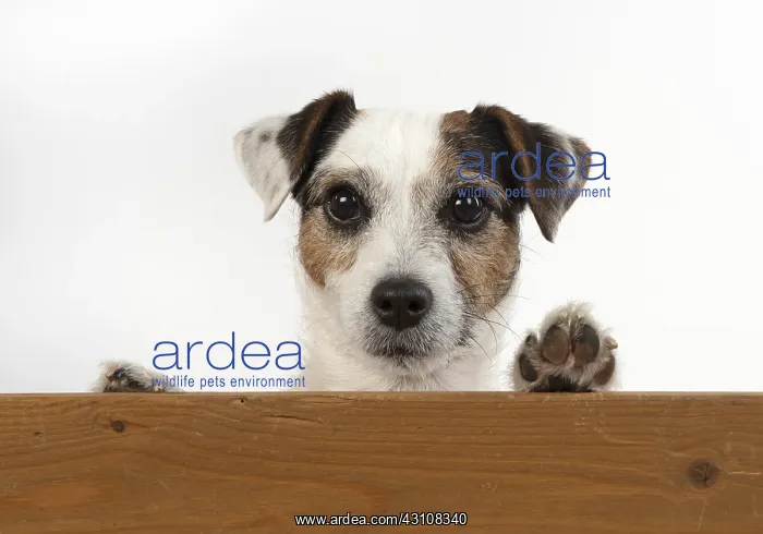 : DOG. Parson Jack Russell, head & paws over : DOG. Parson Jack Russell, head & paws over