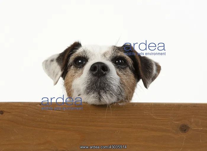  : DOG. Parson Jack Russell, head over wood
