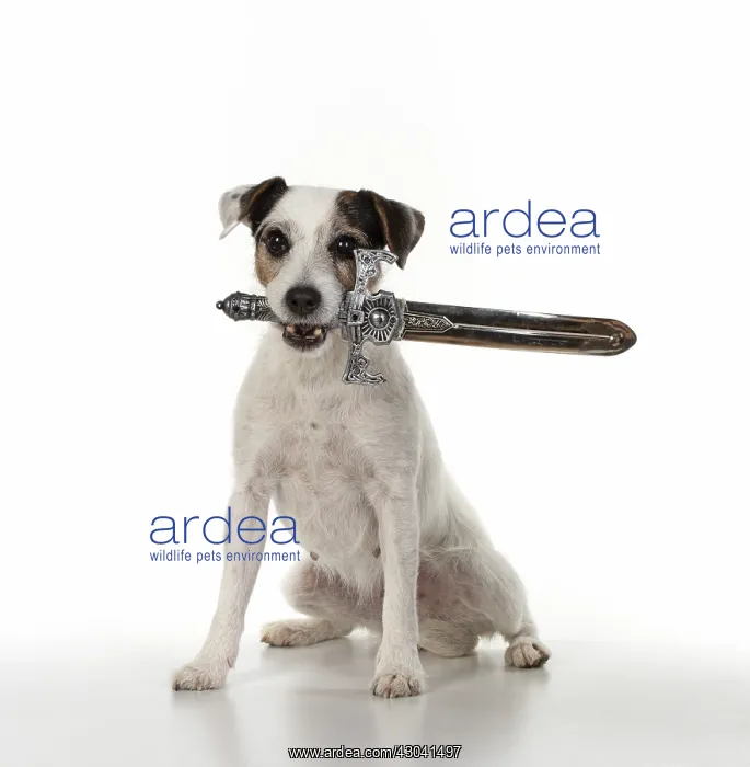  : DOG. Parson Jack Russell holding a pirates sword