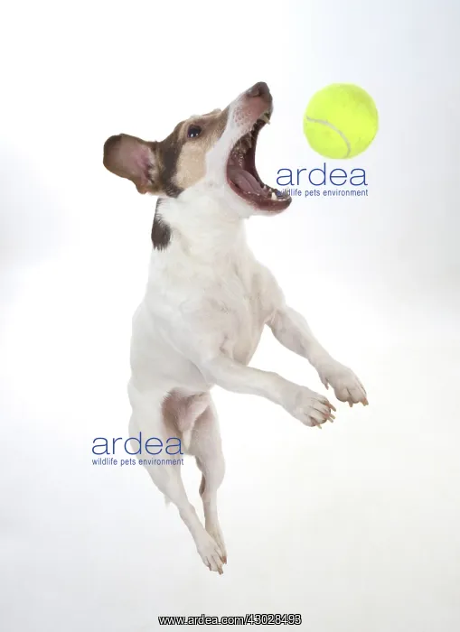  : Dog. Parson Jack Russell jumping to catch a ball