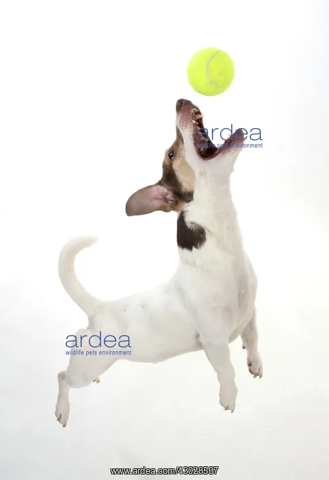  : Dog. Parson Jack Russell jumping to catch a ball