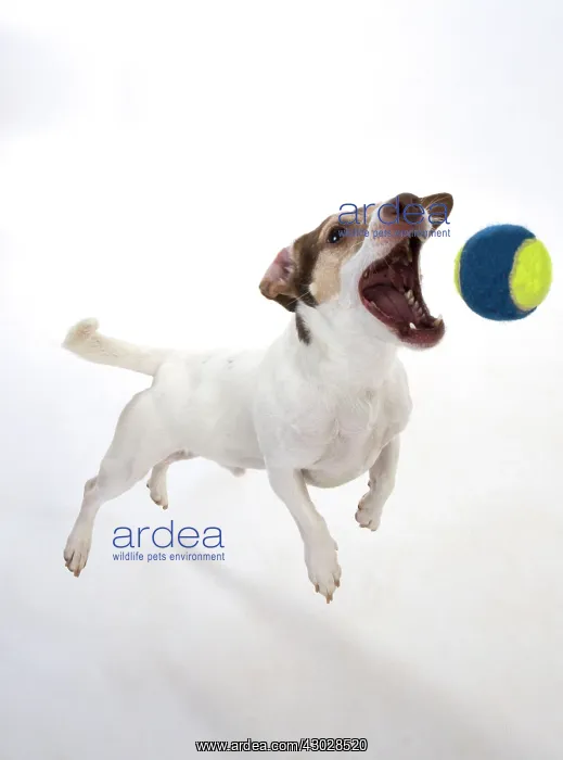  : Dog. Parson Jack Russell jumping to catch a ball
