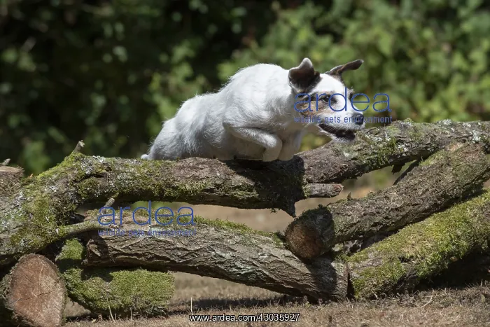  : DOG. Parson Jack Russell jumping over logs