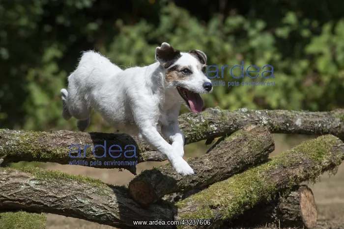  : DOG. Parson Jack Russell jumping over logs