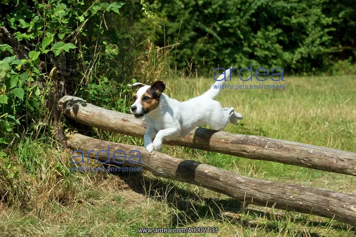  : Dog - Parson Jack Russell jumping wooden poles