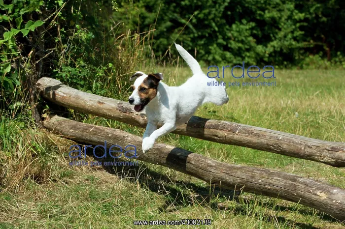  : Dog - Parson Jack Russell jumping wooden poles