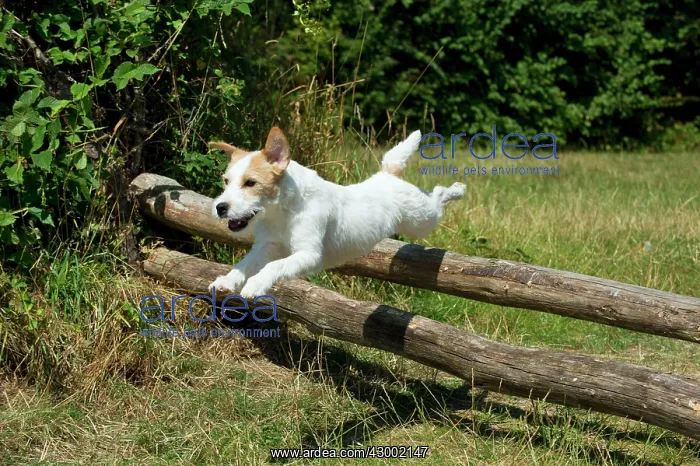  : Dog - Parson Jack Russell jumping wooden poles