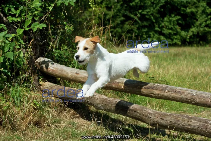  : Dog - Parson Jack Russell jumping wooden poles