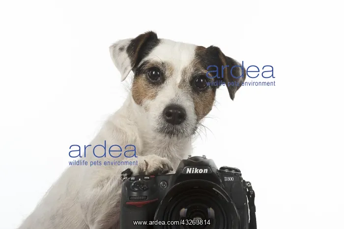 : DOG. Parson Jack Russell looking over a camera : DOG. Parson Jack Russell looking over a camera