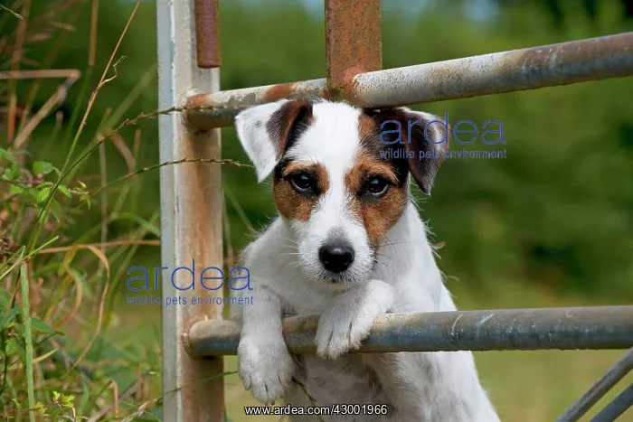  : Dog - Parson Jack Russell looking through a gate