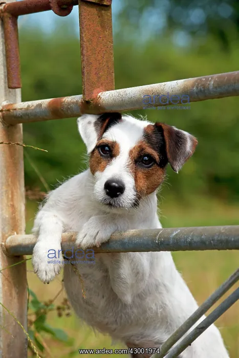  : Dog - Parson Jack Russell looking through a gate