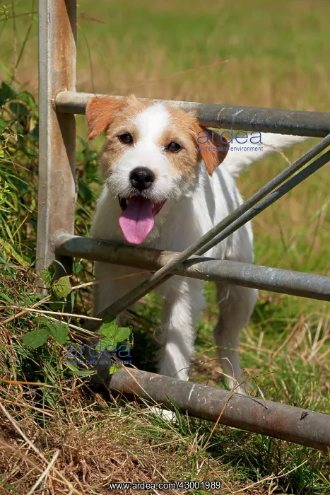  : Dog - Parson Jack Russell looking through a gate