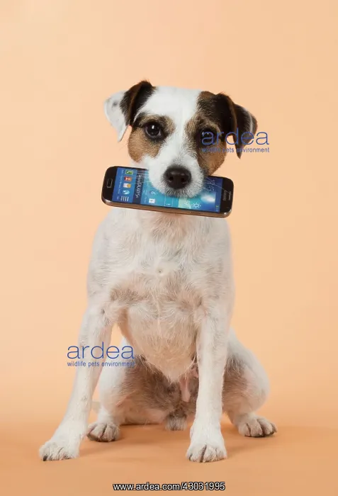 : Dog Parson Jack Russell with mobile phone in mouth : Dog Parson Jack Russell with mobile phone in mouth