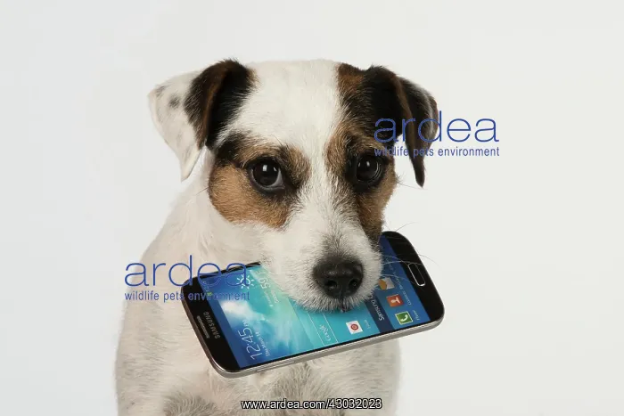 : Dog Parson Jack Russell with mobile phone in mouth : Dog Parson Jack Russell with mobile phone in mouth
