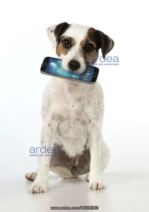 : Dog Parson Jack Russell with mobile phone in mouth : Dog Parson Jack Russell with mobile phone in mouth