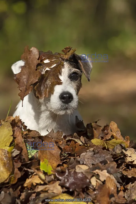 : DOG, Parson Jack Russell in a pile of autumn leaves : DOG, Parson Jack Russell in a pile of autumn leaves